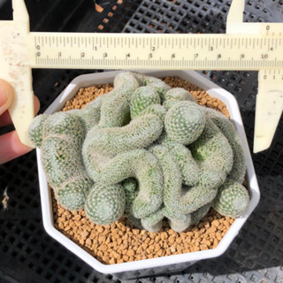 นกฮูกคริส กอใหญ่ฟอร์มสวย กระถาง4” | แคคตัส Cactus | กระบองเพชร