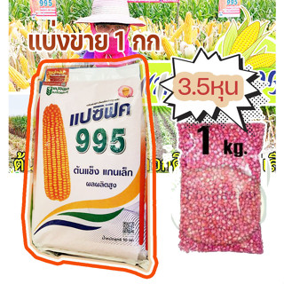 เมล็ดพันธุ์ ข้าวโพดเลี้ยงสัตว์ แปซิฟิค 995 / 3.5 หุน เมล็ดกลมกลาง/ แบ่งขาย ขนาด 1 กิโลกรัม