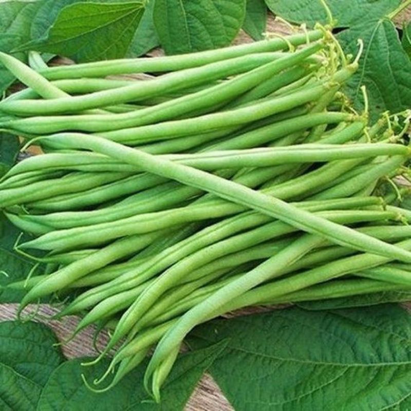 เมล็ดถั่วพุ่ม 20 เมล็ด (5แถม1คละได้)