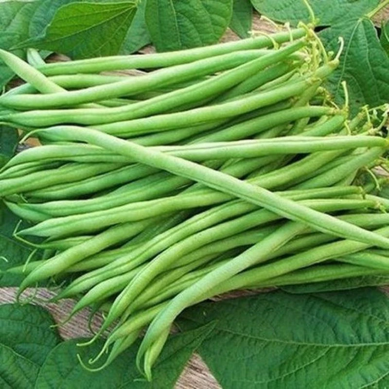 เมล็ดถั่วพุ่ม 20 เมล็ด (5แถม1คละได้)