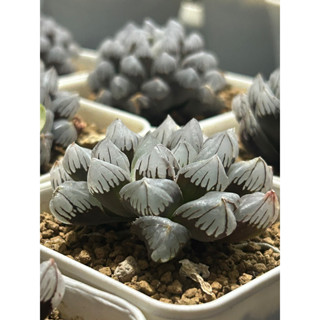 ไม้อวบน้ำ Haworthia Obtusa Suisho ใบอวบตึง ไม้แข็งแรง สีสวย #ฮาโวเทีย #แคคตัส #กระบองเพชร #obtusa #suisho