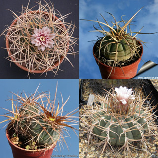 เมล็ดแคคตัส Gymnocalycium cardenarsianum เมล็ดกระบองเพชร cactus seed