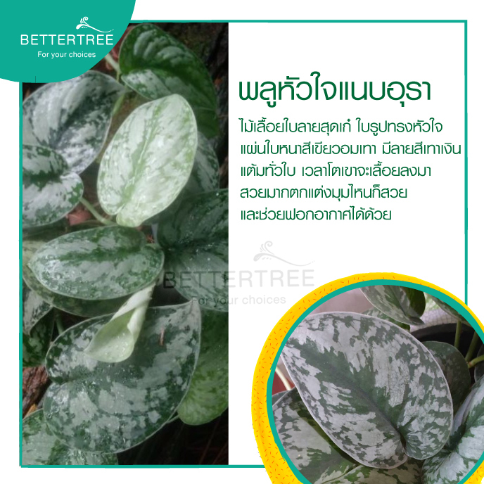 พลูหัวใจแนบ กระถาง 3 นิ้ว หรือแนบอุรา   ต้นไม้ฟอกอากาศ ราคา ถูกที่สุด ดีลบีเคเค แกลเลอรีภาพที่ 4