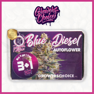 Blue Diesel (Auto) - Growers Choice เมล็ดกัญชา นำเข้าแท้100% เมล็ดเพศเมีย