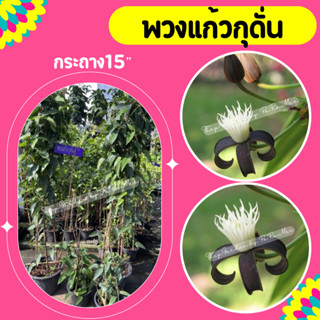 ต้นพวงแก้วกุดั่น #พวงแก้วกุดั่น #ไม้ไทยโบราณหายาก #🪴15"