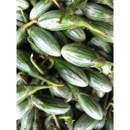 ต้นกล้า มะเขือรักบี้ ต้นกล้าละ 8  บาท พร้อมปลูก ซื้อ 10แถม2