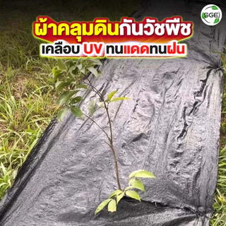 SGE พลาสติกคลุมวัชพืช ผ้าคลุมดิน ยาว100เมตร พลาสติกเหนียวพิเศษ รุ่น SCS ยกม้วนสุดคุ้ม!!!