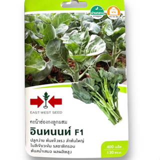 ศรแดง คะน้าฮ่องกง อินทนนท์ (400 เมล็ด)