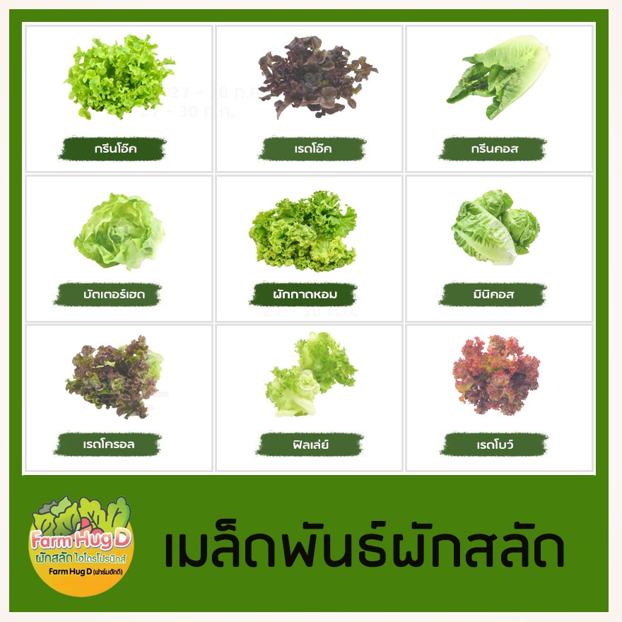 เมล็ดผักสลัด 100 เมล็ด งอกดี / เมล็ดพันธุ์ผักสลัด จัดส่งโดยเคอรี่