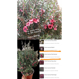 มานูก้า สายพันธุ์ Leptospermum เรียกอีกชื่อหนึ่งว่า: ต้นชานิวซีแลนด์, ทวีทรี, มานูกะ