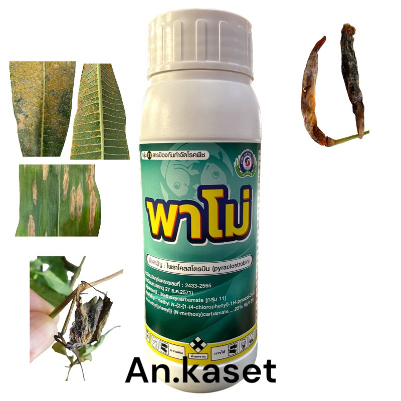 *พาโม่ ขนาด 250 ซีซี*(ไพราโคลสโตรบิน)สารเดียวกับเฮดไลน์ ป้องกันกำจัดเชื้อราทุกระยะการเจริญเติบโตของพืช แอนแทรคโนส