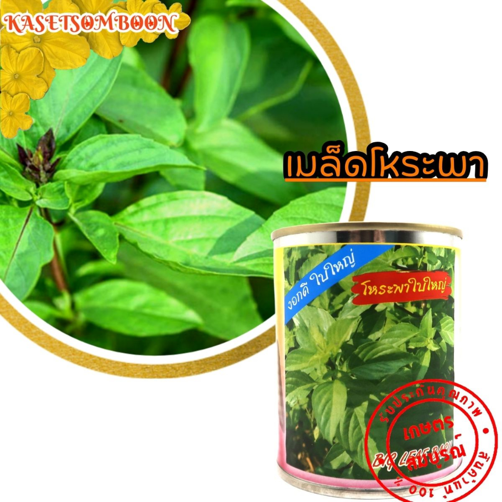 เมล็ดโหระพา พันธุ์ ผักสวนครัว 30 ก. ใบใหญ่ กลิ่นหอม ใบใหญ่ โตไว ตรา ต้นไผ่