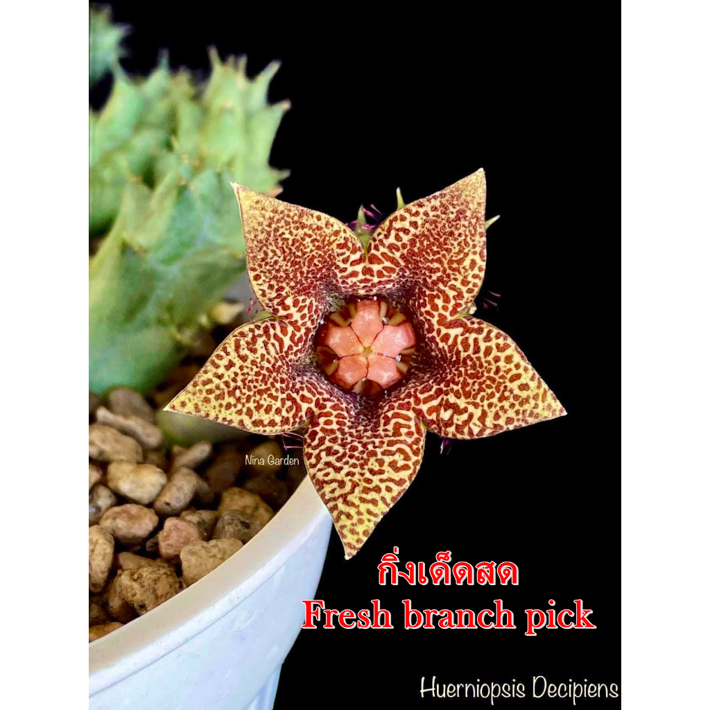 เก๋งจีน Huerniopsis Decipiens *กิ่งเด็ดสด* แคคตัส ไม้อวบน้ำ Cactus and Succulent