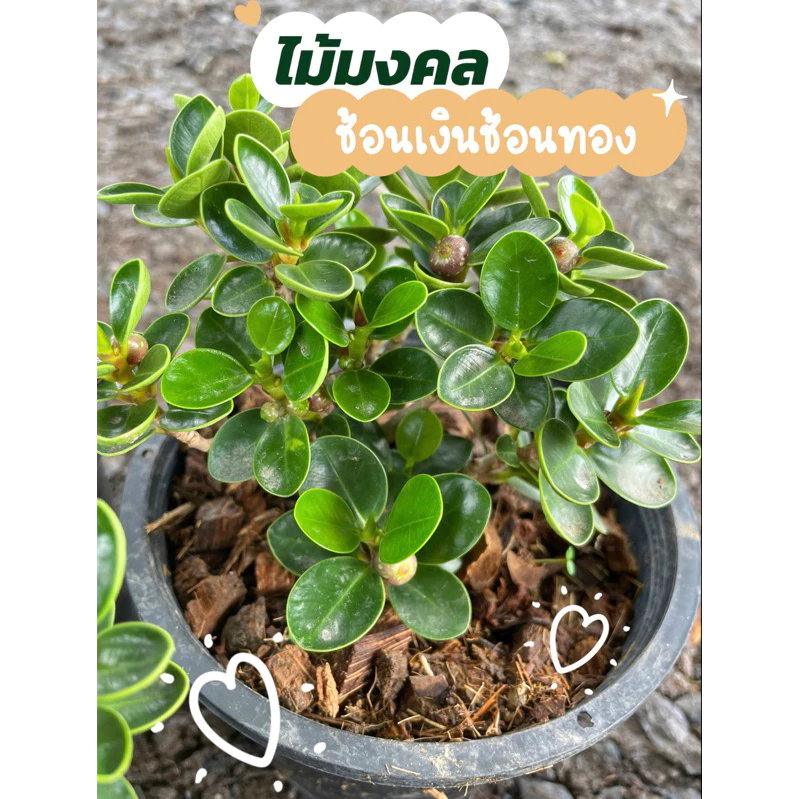 ต้นช้อนเงินช้อนทอง ไม้มงคล กระถาง5",8"