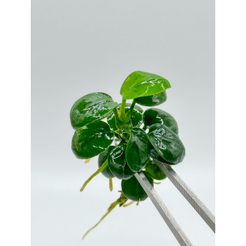 anubias nana black อรูเบียสนานาแบล๊ค แบ่งขายเป็นต้น