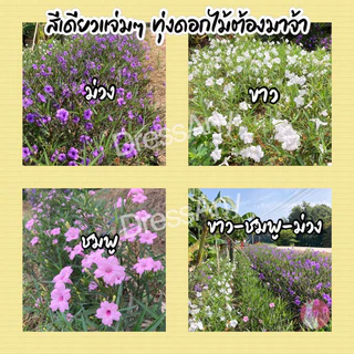 กิ่งต้อยติ่งฝรั่ง ดอกสีม่วง ขาว ชมพู ฟ้าประทานพร คละสีได้ กิ่งตัดสด ชุด50กิ่ง แถม10++