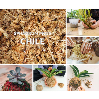 สแฟกนั่มมอส มอสชิลี ปลูกต้นไม้ 500 g. (Chilean Sphagnum Moss)