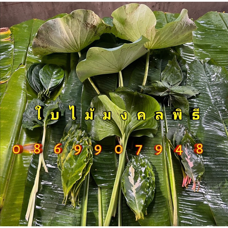 ใบไม้มงคลพิธี ใบมะตูม ใบนางคุ้ม ใบคูณ ใบเสน่ห์จันขาว ใบกาหลง ใบขนุน ใบนางกวัก ใบมะรุม ใบทอง ใบนาก ใบทับทิม ใบโกศล ใบวาสน