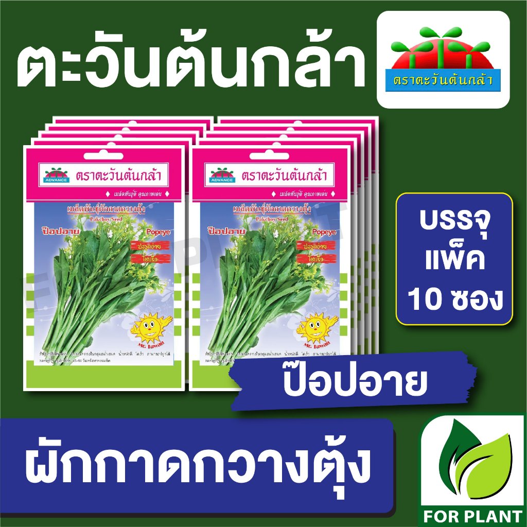 เมล็ดพันธุ์ ผักซอง กวางตุ้งดอก ป๊อบอาย ตะวันต้นกล้า SP บรรจุแพคล่ะ 10 ซอง ราคา 64 บาท