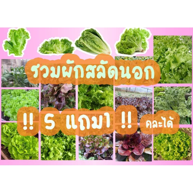 📍รวมเมล็ดพันธุ์ผักสลัดขายดี📍 ส่งไว🌱ราคาถูก🌱(5แถม1คละได้)
