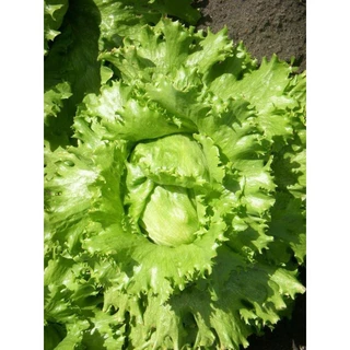 📍รวมเมล็ดพันธุ์ผักสลัดขายดี📍 ส่งไว🌱ราคาถูก🌱(5แถม1คละได้)