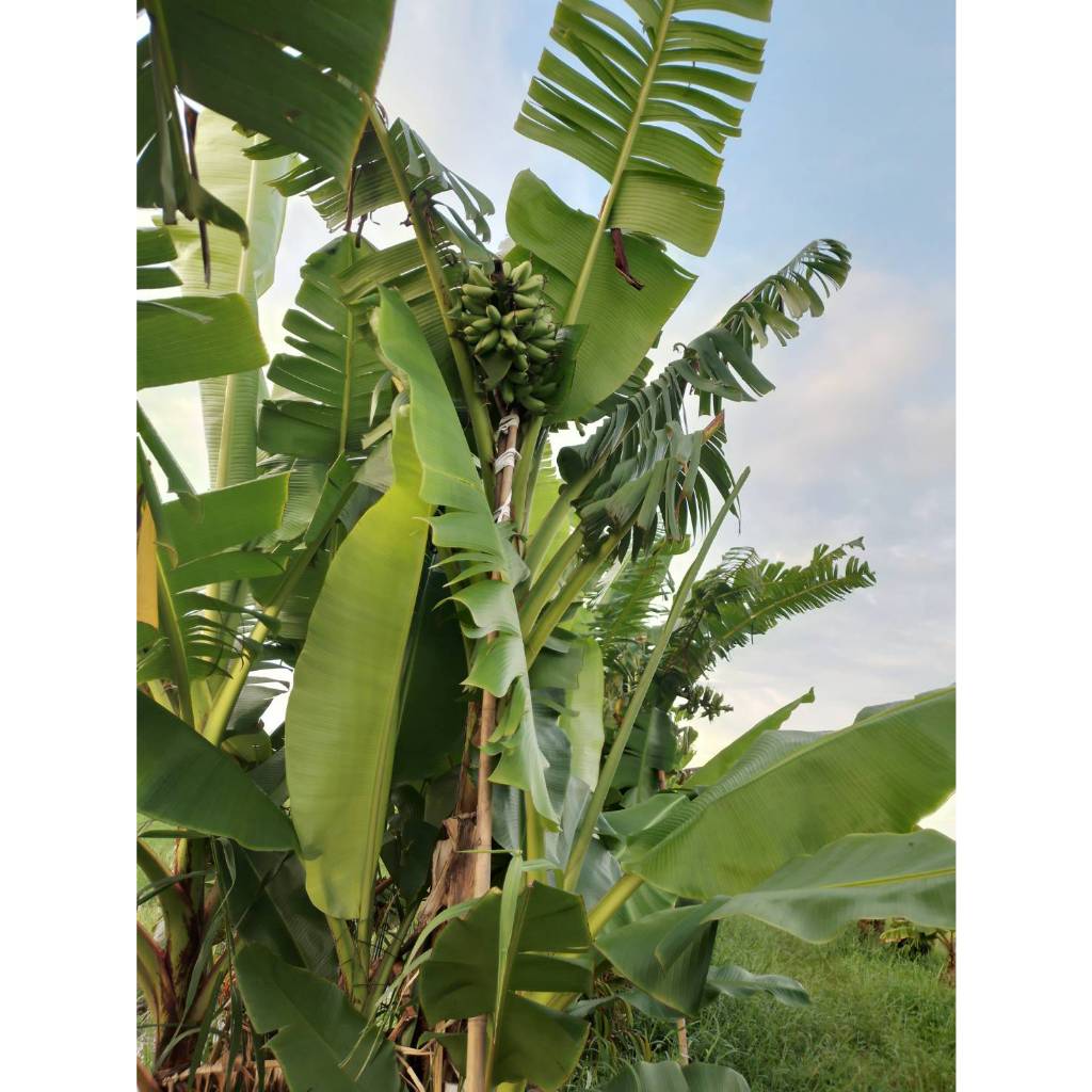 หน่อกล้วยหอมทอง จากสวนที่บ้าน พันธุ์แท้จากธรรมชาติ 29 บาทต่อ 1 หน่อ ตัดใบส่ง