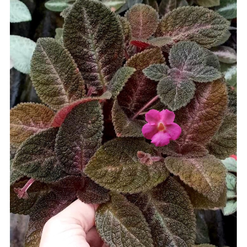 พรมญี่ปุ่น มิสติค สตาร์ Episcia mystic Stars ดอกสีชมพูเข้ม ต้นไม้