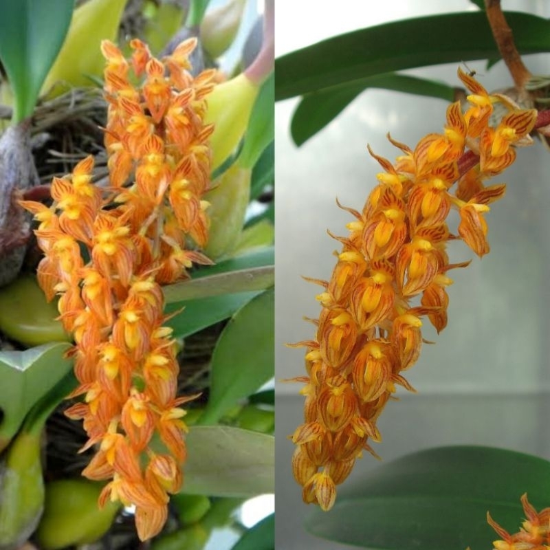 กล้วยไม้สิงโตรวงทอง | Bulbophyllum orientale​ กล้วยไม้ป่าหายากน่าสะสม