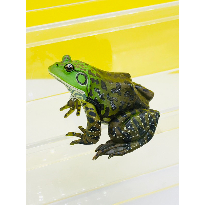 Update  14/01 (แท้/มือ2) Kaiyodo  yujin Japan Exclusive American Bullfrog Frog Animal Figure กบเขียว พร้อมส่งค่ะ