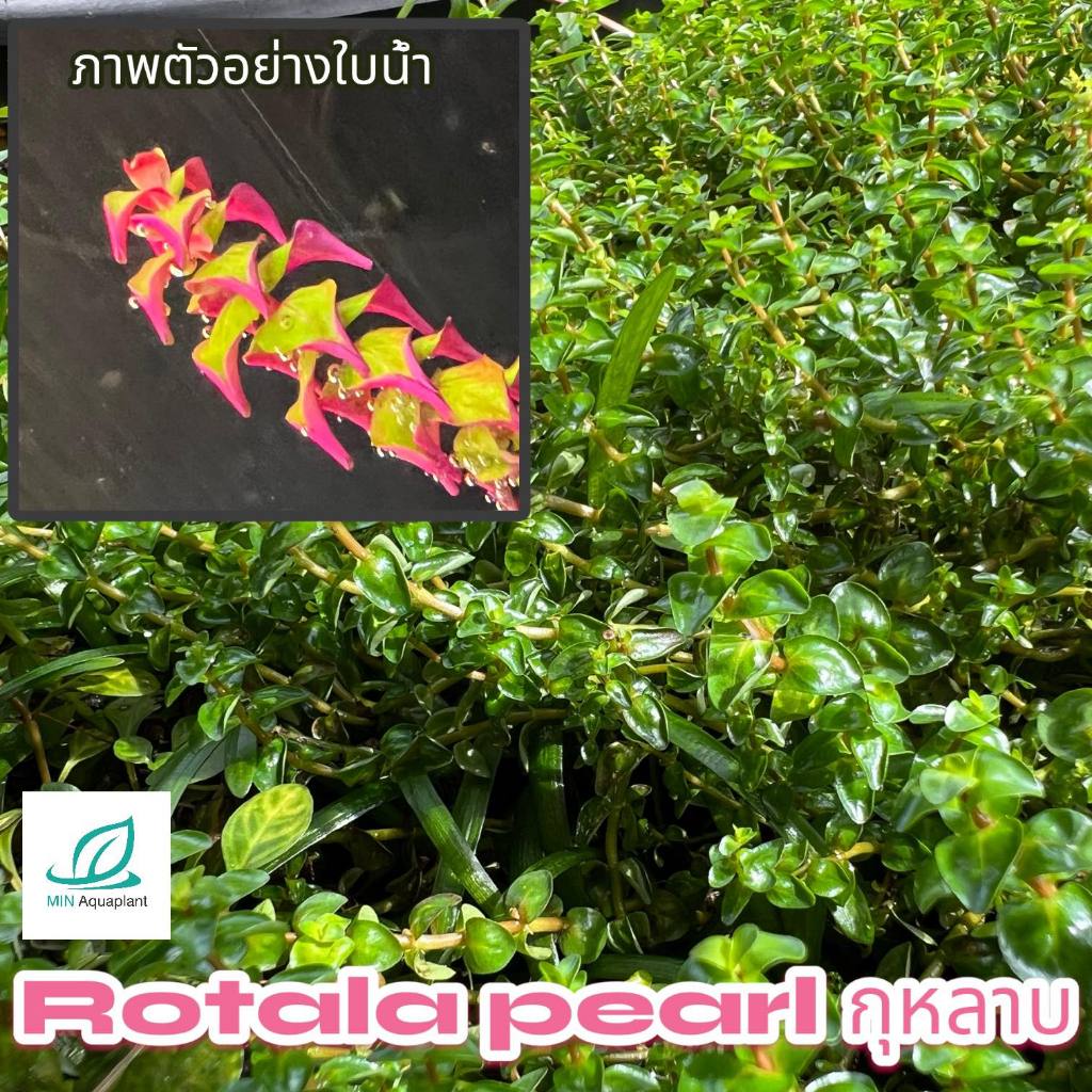 โรทาล่ากุหลาบ (ใบบก) 10 กิ่ง 100(ตัวอย่างใบน้ำเลื่อนดูรูปถัดไป)