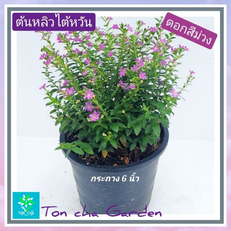 ต้นหลิวไต้หวัน (Elfin Herb)ไม้พุ่มขนาดเล็ก ดอกสีชมพู และ ดอกสีม่วง สดใส