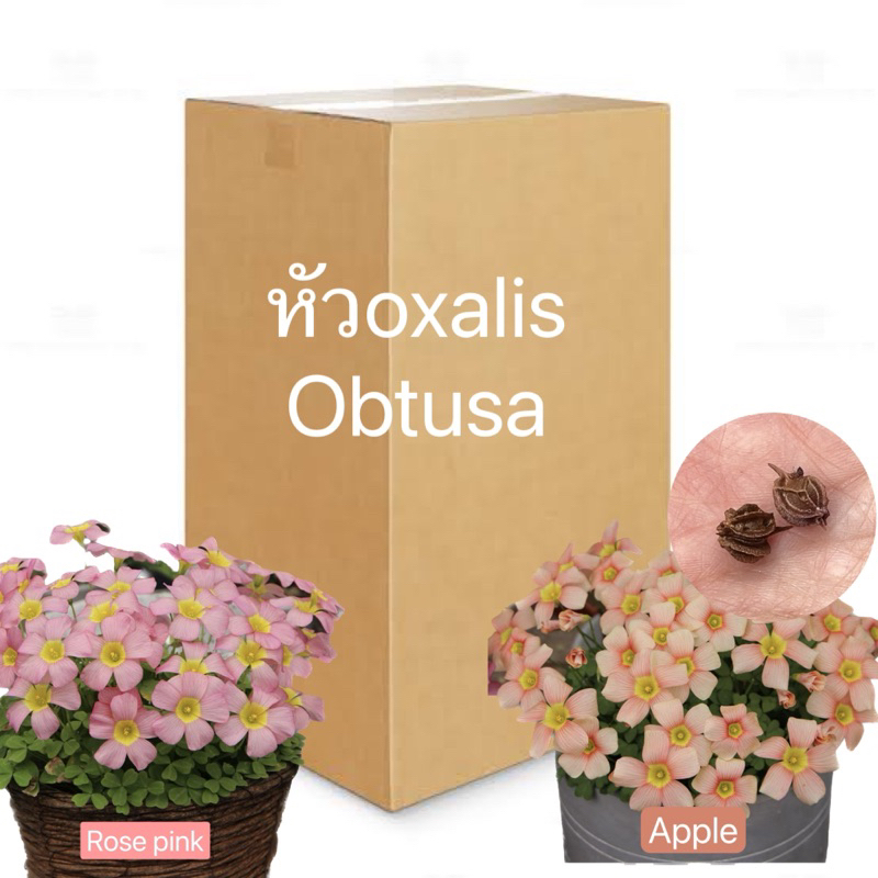 หัวต้นoxalis obtusa พร้อมส่ง
