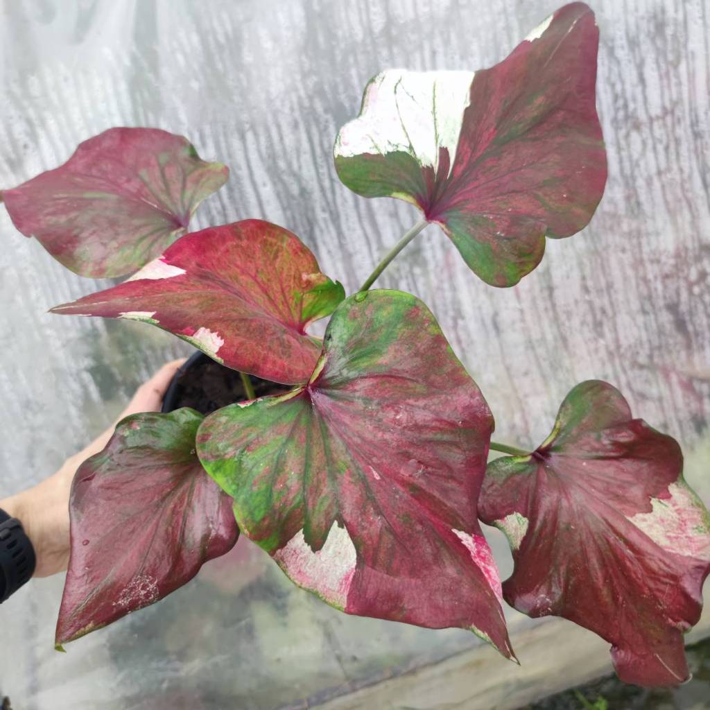 องค์หญิงทอฝัน บอนสี Caladium