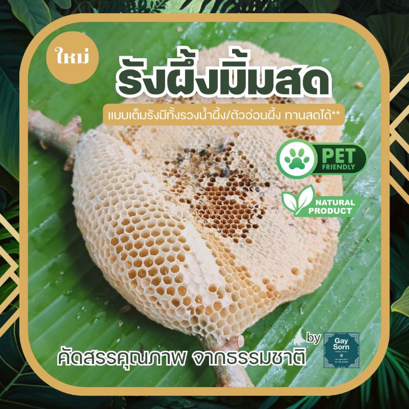 ลดกระหน่ำ🔥🔥🐝 รังผึ้งป่า(ผึ้งมิ้ม) ขนาด SS แบบมีตัวอ่อน และ หัวน้ำผึ้งติดไม้ จากธรรมชาติ 100% ไม่แท้ยินดีคืนเงิน