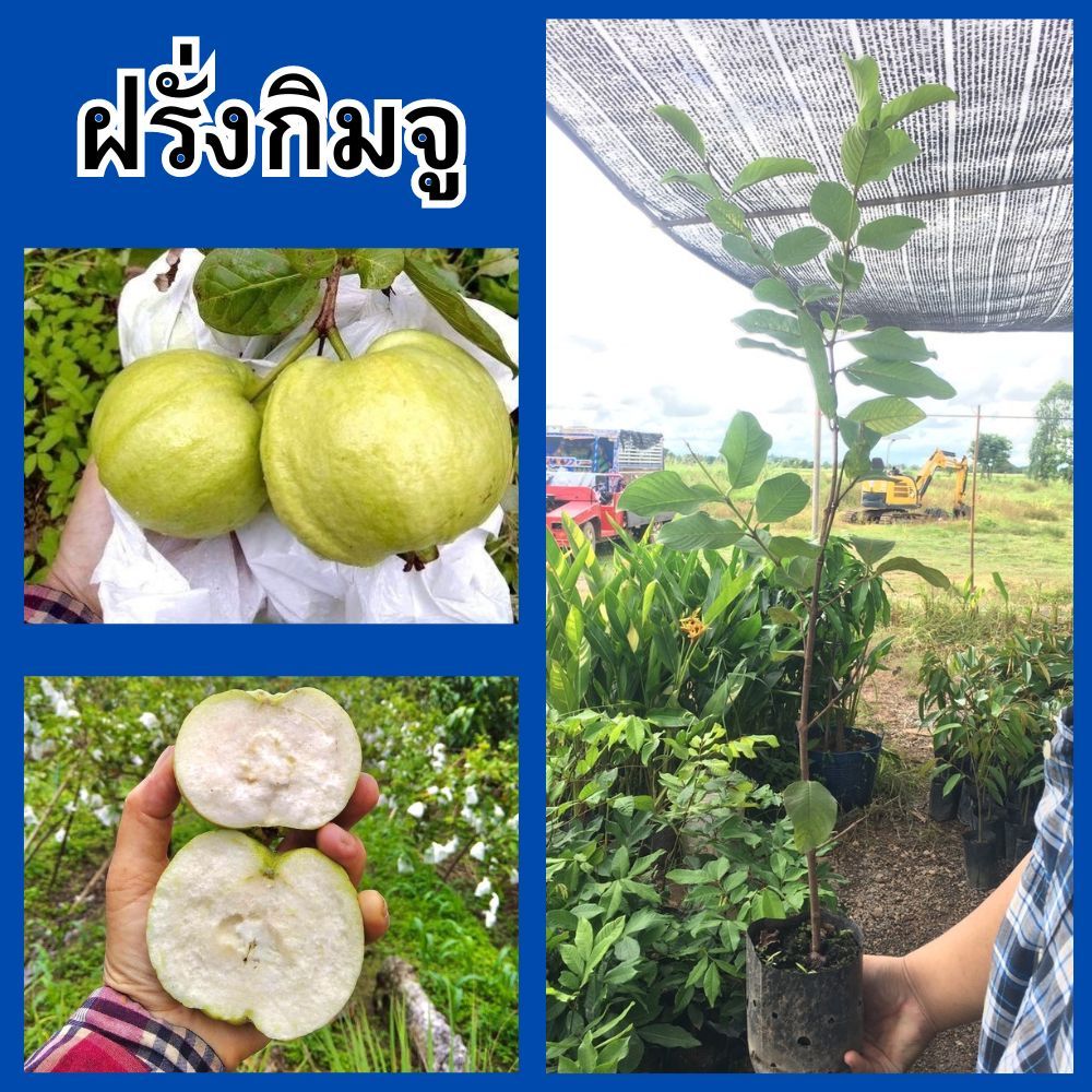 (1ต้น) ต้นฝรั่งกิมจู กิ่งตอน พร้อมปลูก ความสูง 45 ซม.