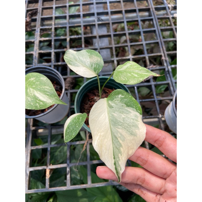 Monstera Deliciosa variegated (Thaicon) มอนสเตร่า ไทคอนด่าง