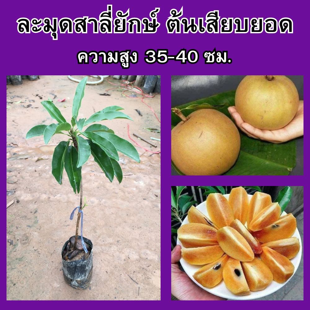 (1ต้น) ต้นละมุดสาลี่ยักษ์ ต้นเสียบยอด🍑🎄ความสูง 35-40 ซม.🎄 ปลูกง่ายติดผลไว