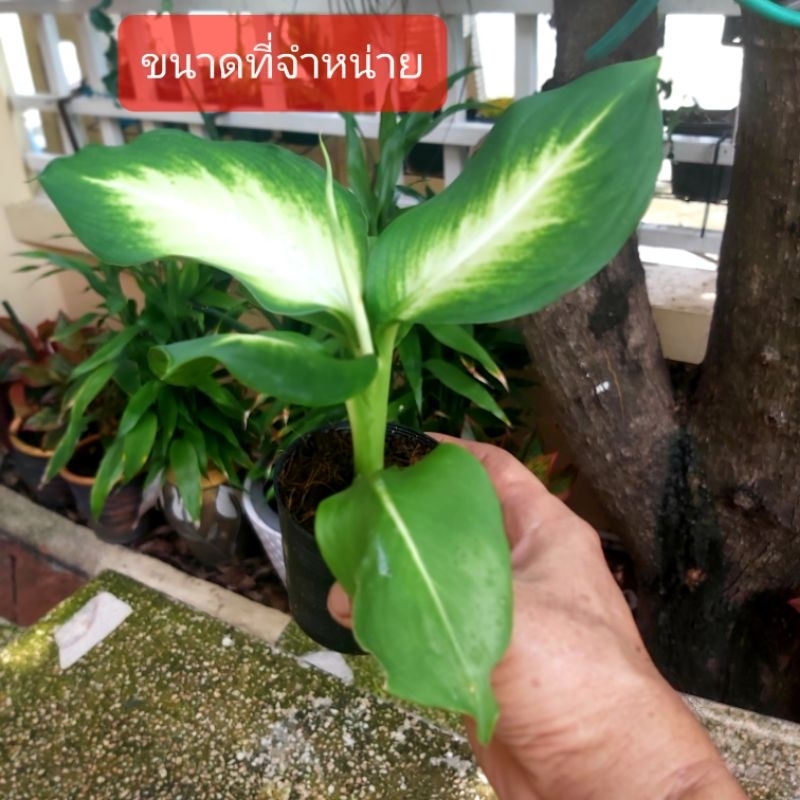 ต้นไม้เศรษฐีแสงจันทราไม้ประดับตกแต่งสวยงามส่งทั้งกระถาง3 นิ้วกระถางละ 15 บาท