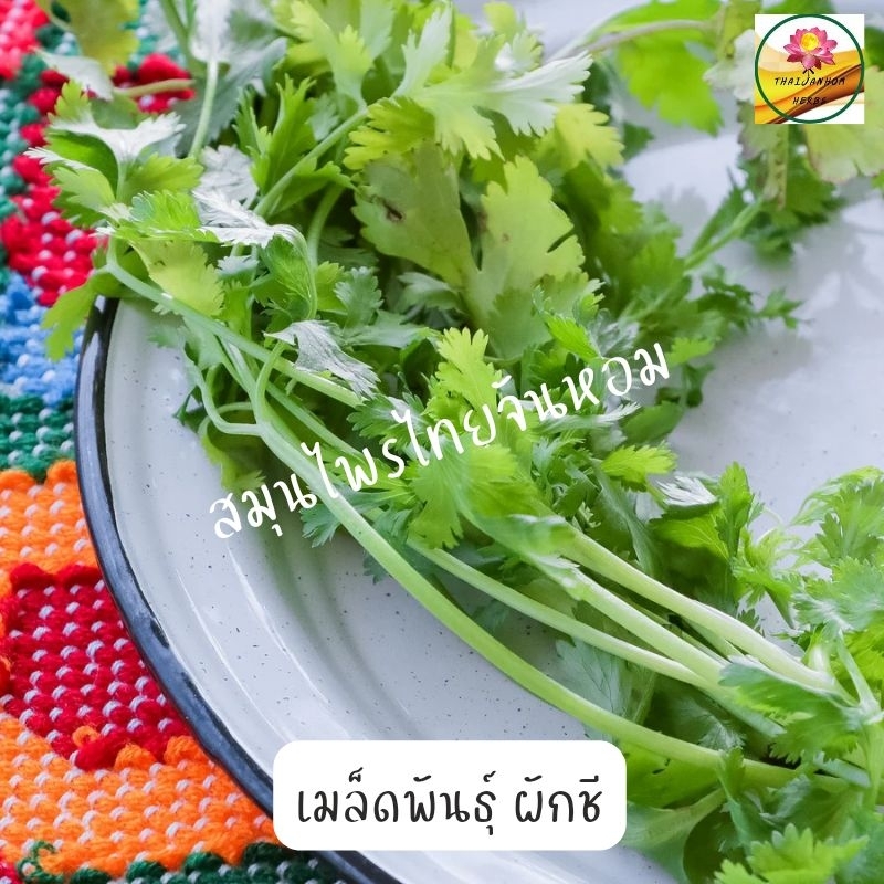ผักชี เมล็ดพันธ์ุ ขนาด 5 กรัม