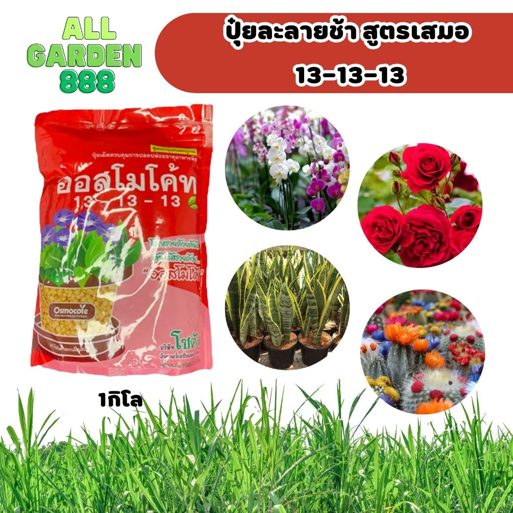 ปุ๋ยละลายช้า ออสโมโค้ท สูตรเสมอ 13-13-13 เเละ สูตรเร่งดอก 12-25-6 1กิโล