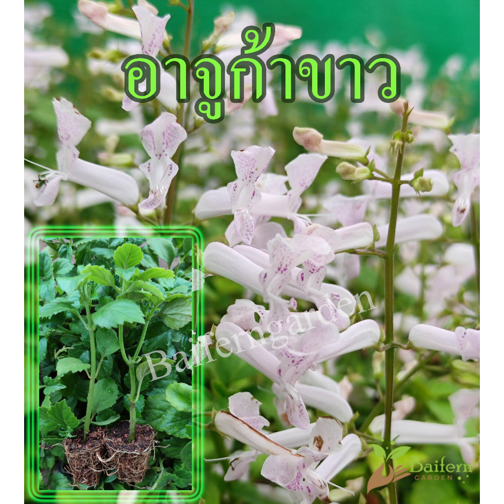 ต้นกล้าดอกอาจูก้าขาว ดอกไม้กินได้  รากแน่นพร้อมปลูก ต้นแข็งแรง