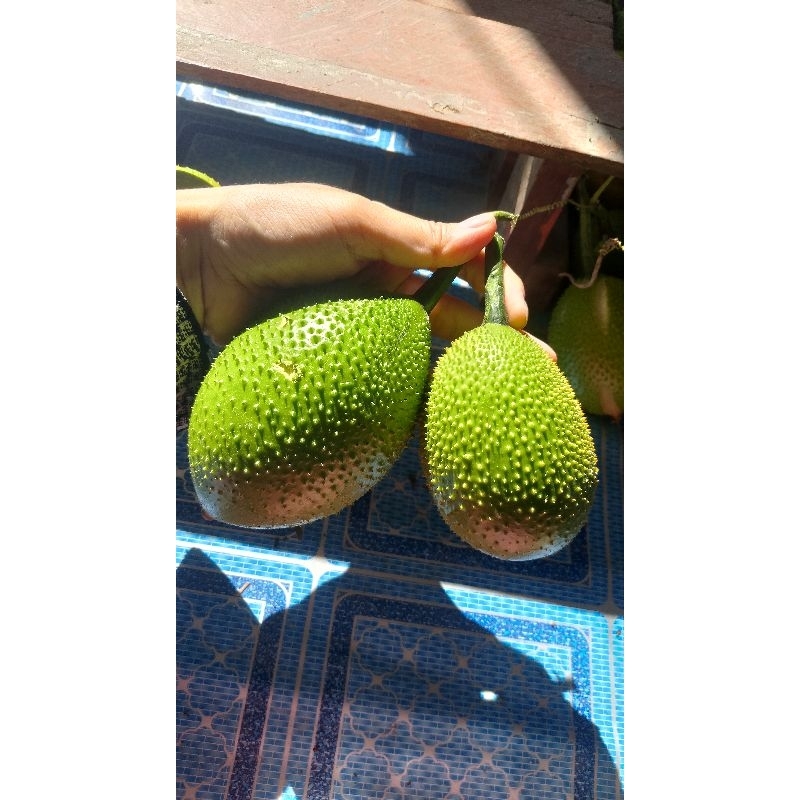 ฟักข้าวดิบ 1kg (แกง หรือ ต้มกับน้ำพริก อื่นๆ) 3-4ลูก/กิโล