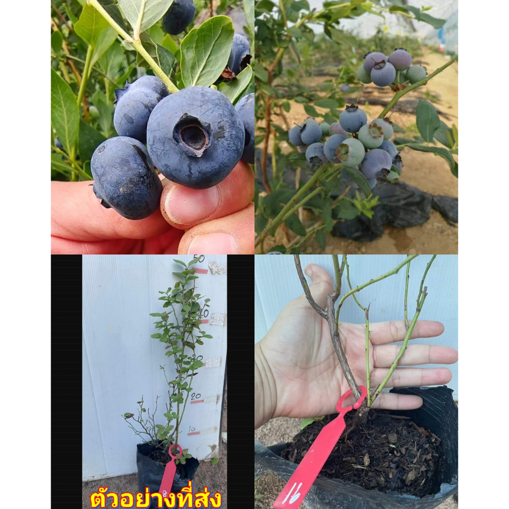 (1ต้น) ต้น ต้นบลูเบอรี่ บลูเบอรี่ ต้นบลูเบอรี่ ต้นบลูเบอร์รี่ พันธุ์ Emerald Blueberry / ศรัณย์รักษ์