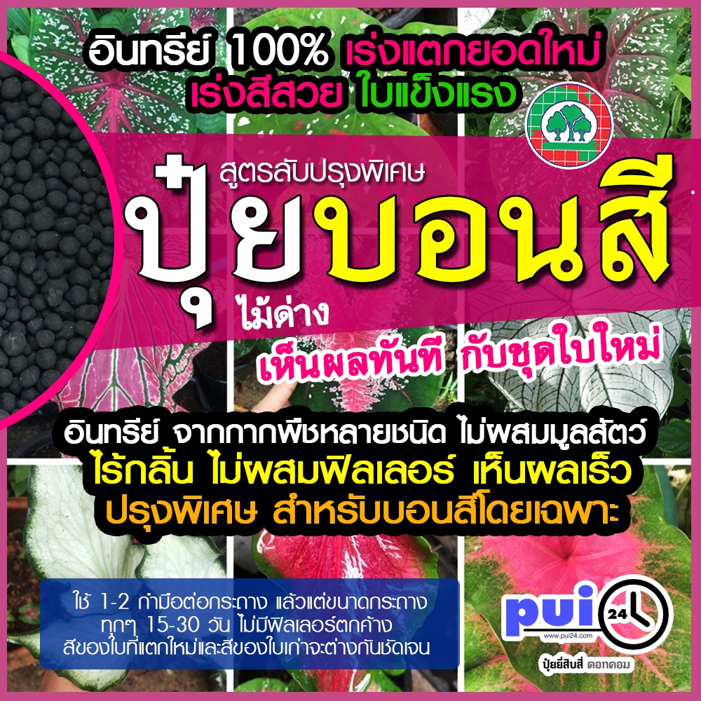 ปุ๋ยบอนสี ไม้ด่าง ปรุงพิเศษโดยเฉพาะ เร่งแตกใบใหม่ เร่งสีให้สวยสดใส เห็นผลเร็ว ใบชุดใหม่ จะแตกต่างกับชุดเก่าเห็นได้ชัด