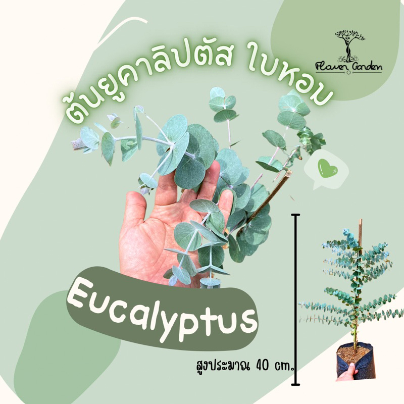 F401 ต้นซิลเวอร์ ดอลล่า Eucalyptus silver dollar🌿มีกลิ่นหอมเย็น (แบบถุง/กระถาง) ใบสะท้อนแสง 60-80ซม.