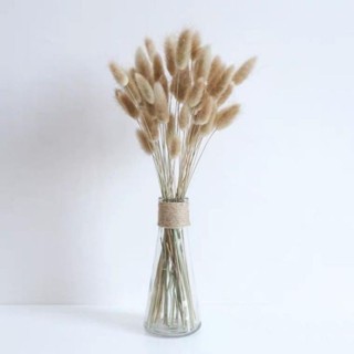 ถูกที่สุด!  ดอกหญ้าหางกระต่ายแห้ง สีธรรมชาติ ย้อมสี 15-20 ดอ…