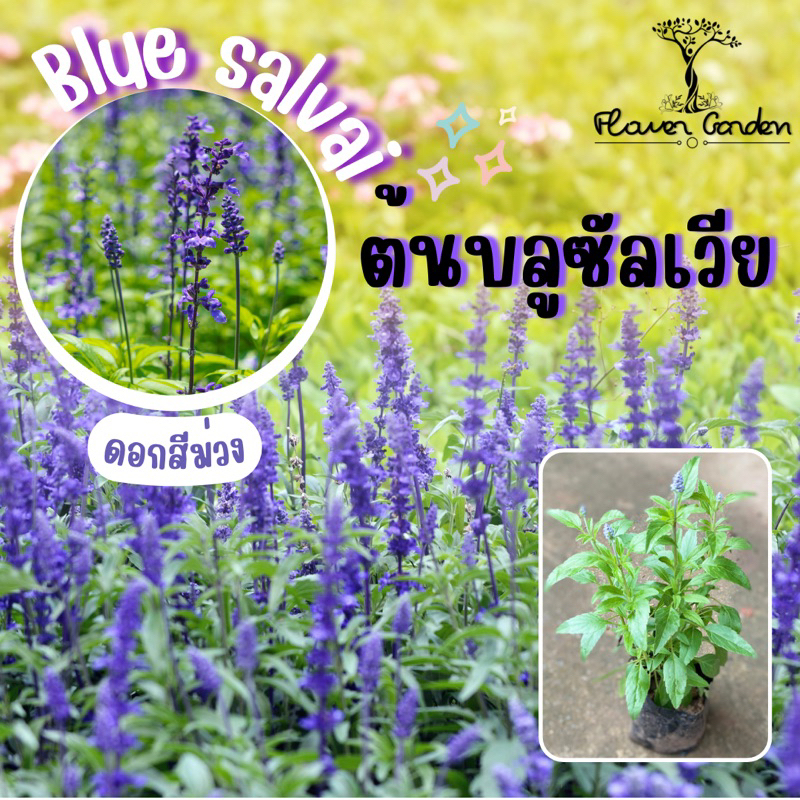 F624 บลูซัลเวีย Blue salvai ดอกสีม่วง แบบถุง 5 นิ้ว ไม้ประดับแ่งสวน