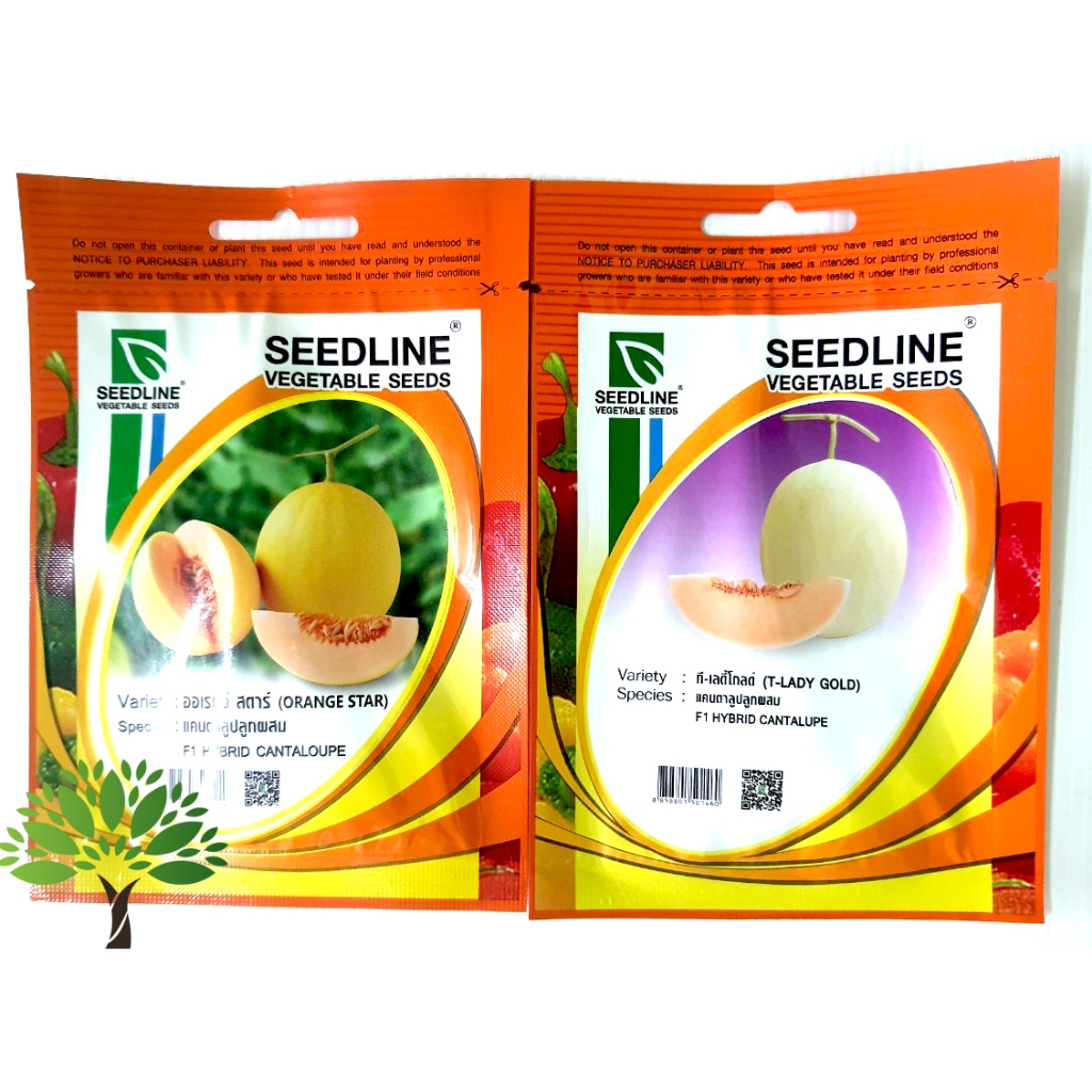 แคนตาลูป (Melon seeds) แคนตาลูปเมล็ด เมล็ดผลไม้ปลูก เมล็ดผลไม้รวม เมล็ดผลไม้ไทย เมล็ดผัก เมล็ดแคนตาลูป เมล็ดผัก