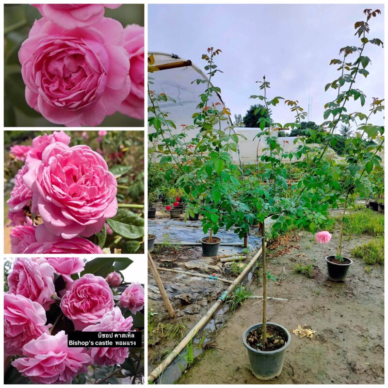 กุหลาบ-ทรีโรสบิชอปคาสเทิล Tree Rose Bishop's castle  หอมแรง ชอบแดดทนโรค
