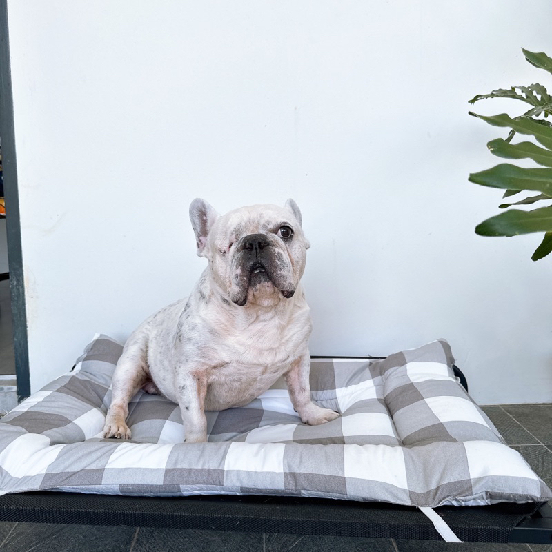พร้อมส่ง 🐶ที่นอนหมา เบาะเสริมเตียงสนามน้องหมา มีสายรัด ผ้าคอตตอน งานไทย พร้อมส่ง🐶